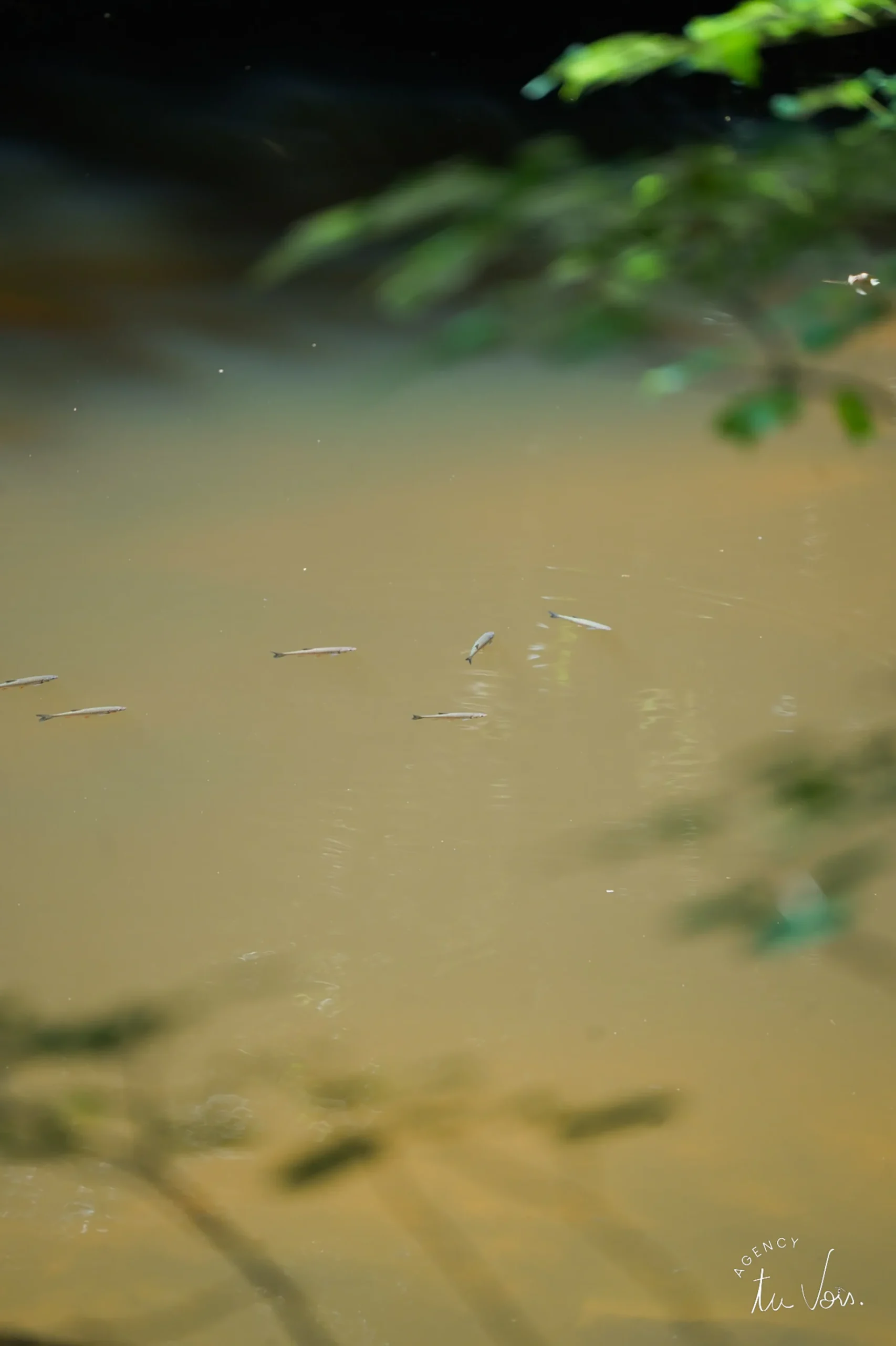 rivière La Voueize - Chambon-sur-Voueize - Creuse